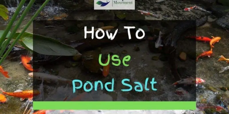 Why, How, And When To Use Pond Salt