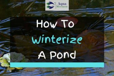 6 Steps On How to Winterize a Pond