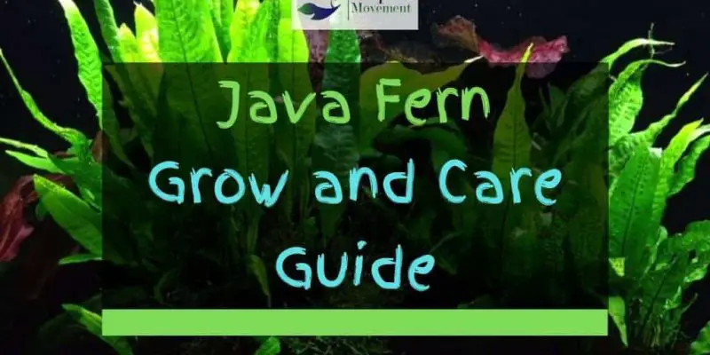 Java Fern – Grow and Care Guide
