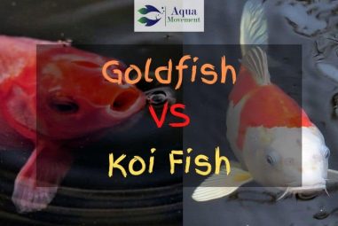 Koi vs Goldfish – What’s The Difference? And Can You Keep Them Together?
