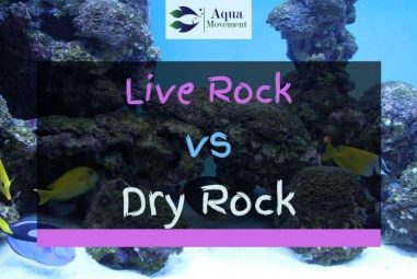 Live Rock vs Dry Rock in Saltwater Tank