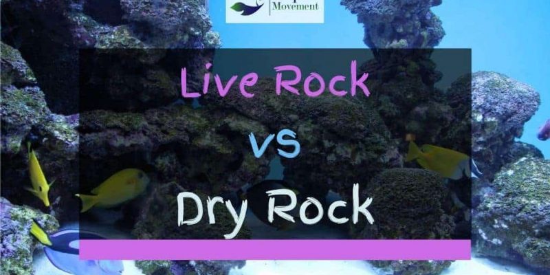 Live Rock vs Dry Rock in Saltwater Tank
