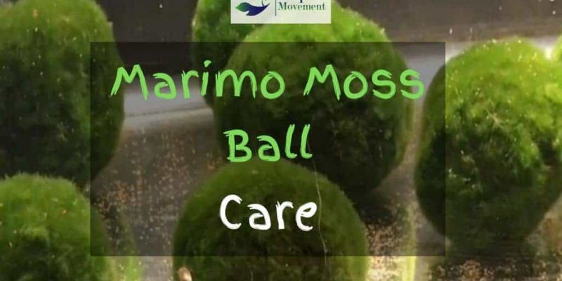 Marimo Moss Ball Care Guide