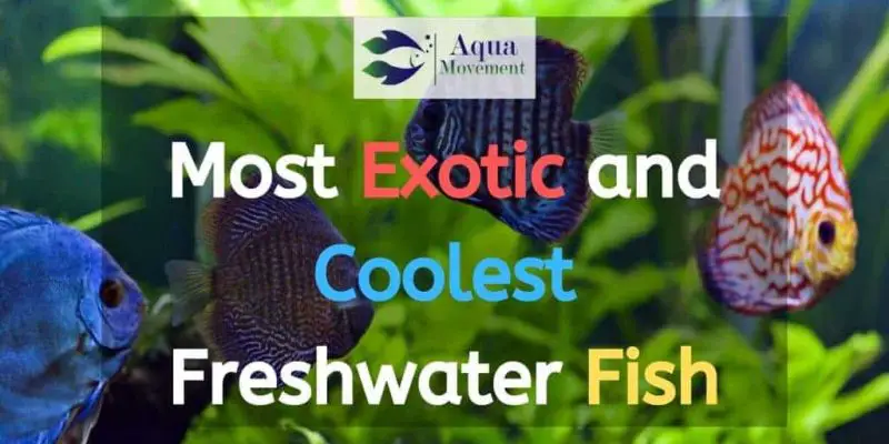 10 Most Exotic and Coolest Freshwater Aquarium Fish (With Pictures)