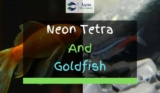 Can Neon Tetra and Goldfish Live Together?