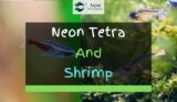 Neon Tetra and Shrimp – Will They Get Along?