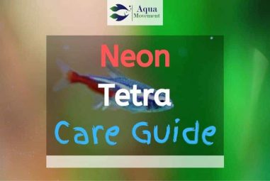 Neon Tetra Fish Care Guide