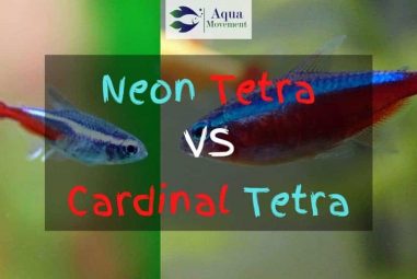 Neon Tetra vs Cardinal Tetra – A Comparison