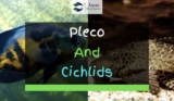 Can Pleco and Cichlids Live Together In A Tank?