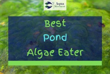 9 Best Pond Algae Eaters (With Pictures)