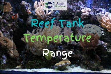 The Ideal Reef Tank Temperature Range