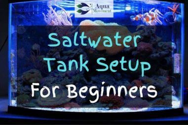 Saltwater Tank Setup for Beginners
