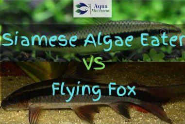 Siamese Algae Eater vs Flying Fox