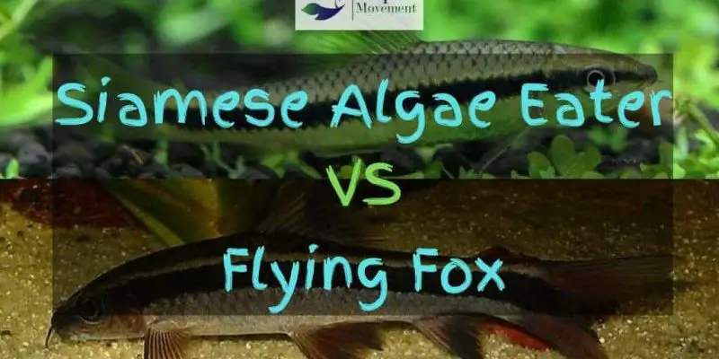 Siamese Algae Eater vs Flying Fox