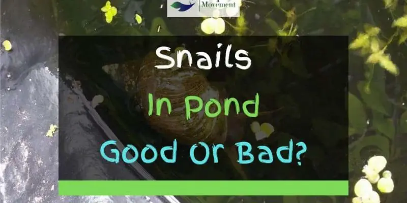 Are Snails In A Pond Good or Bad?