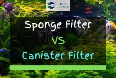 Sponge Filter VS Canister Filter