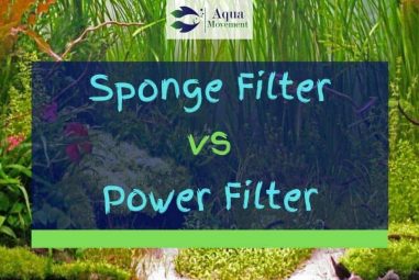 Sponge Filter vs Power Filter (HOB Filter)