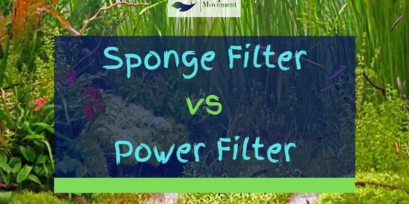Sponge Filter vs Power Filter (HOB Filter)