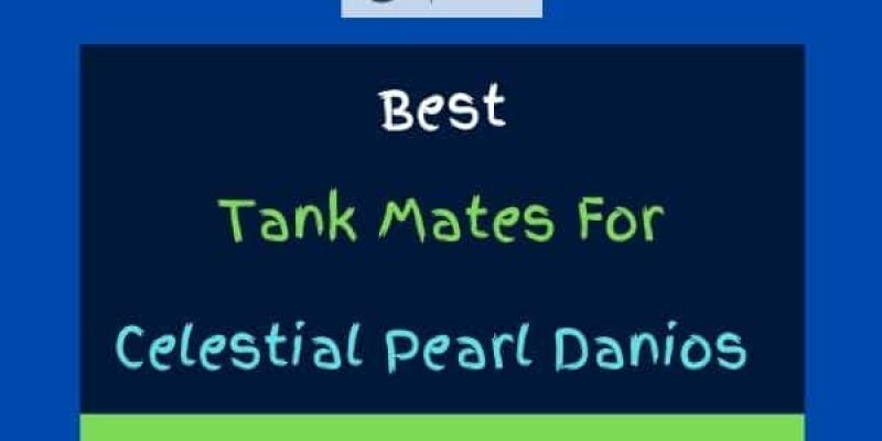 12 Best Celestial Pearl Danio Tank Mates (With Pictures!)