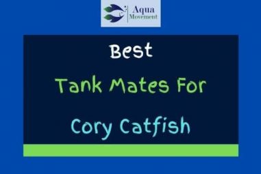 11 Best Cory Catfish Tank Mates (With Pictures)