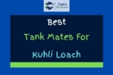 13 Best Kuhli Loach Tank Mates (With Pictures)
