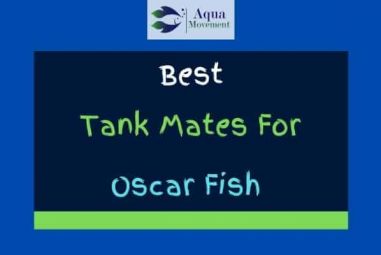 15 Best Oscar Fish Tank Mates (With Pictures)
