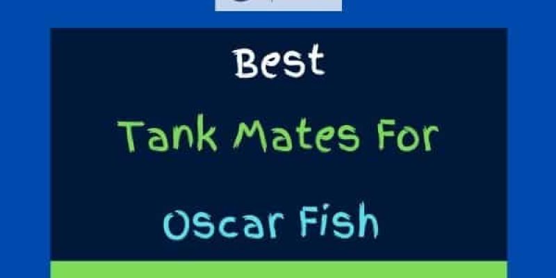 15 Best Oscar Fish Tank Mates (With Pictures)