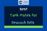 8 Best Peacock Eel Tank Mates (With Pictures)