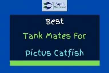 6 Best Pictus Catfish Tank Mates (With Pictures)