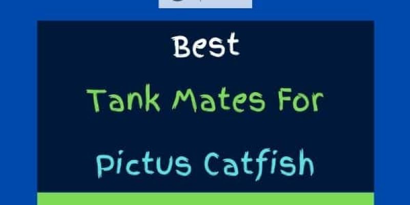 6 Best Pictus Catfish Tank Mates (With Pictures)