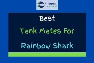 9 Best Rainbow Shark Tank Mates (With Pictures)