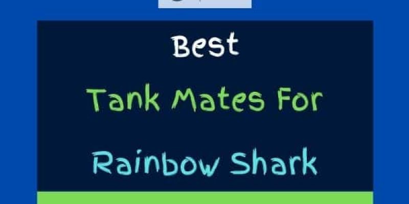 9 Best Rainbow Shark Tank Mates (With Pictures)