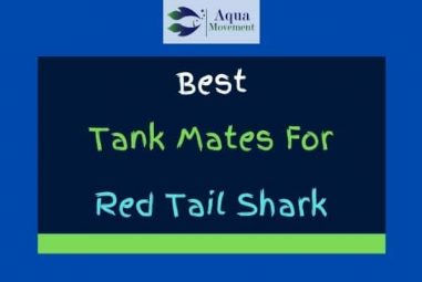 7 Best Red Tail Shark Tank Mates (With Pictures)