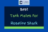 13 Roseline Shark (Denison Barb) Tank Mates (With Pictures)