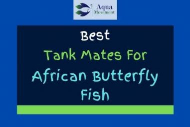 9 Best African Butterfly Fish Tank Mates (With Pictures!)