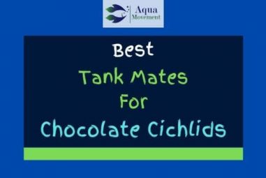 10 Best Chocolate Cichlid Tank Mates (With Pictures!)