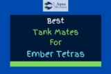 13 Best Ember Tetra Tank Mates (With Pictures!)