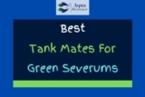 11 Best Green Severum Tank Mates (With Pictures!)