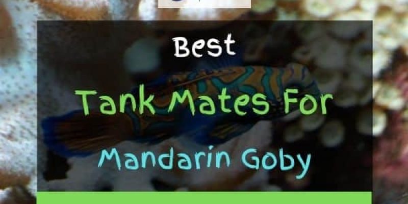 11 Best Mandarin Goby (Dragonet) Tank Mates (With Pictures)