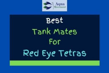 13 Best Red Eye Tetra Tank Mates (With Pictures!)