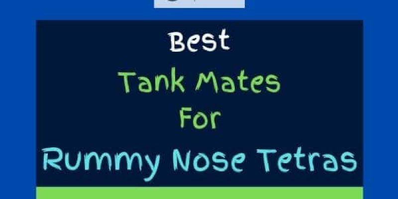 13 Best Rummy Nose Tetra Tank Mates (With Pictures!)