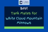 11 White Cloud Mountain Minnow Tank Mates (With Pictures)