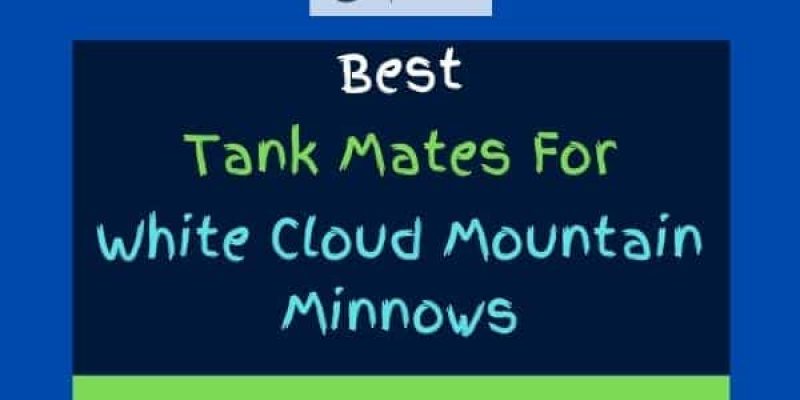 11 White Cloud Mountain Minnow Tank Mates (With Pictures)