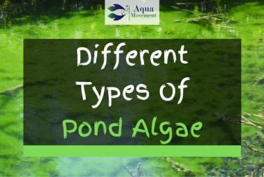 4 Different Types of Pond Algae (With Pictures)