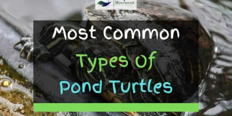 8 Common Types Of Pond Turtles (With Pictures)