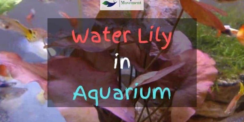 Water Lily in Aquarium – Unusual, yet Beautiful