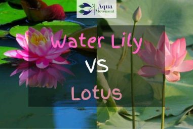 Water Lily vs Lotus – What Is The Difference Between Them?