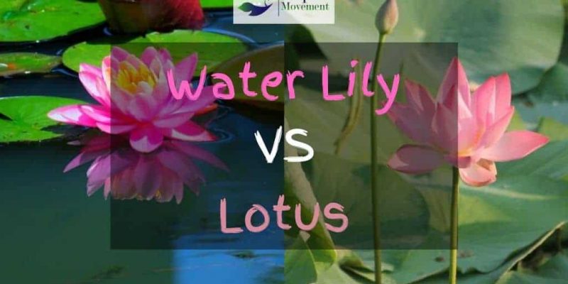 Water Lily vs Lotus – What Is The Difference Between Them?
