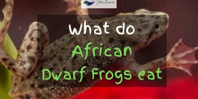 What Do African Dwarf Frogs Eat?