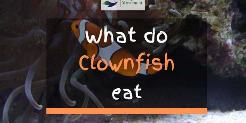What Do Clownfish Eat in an Aquarium?